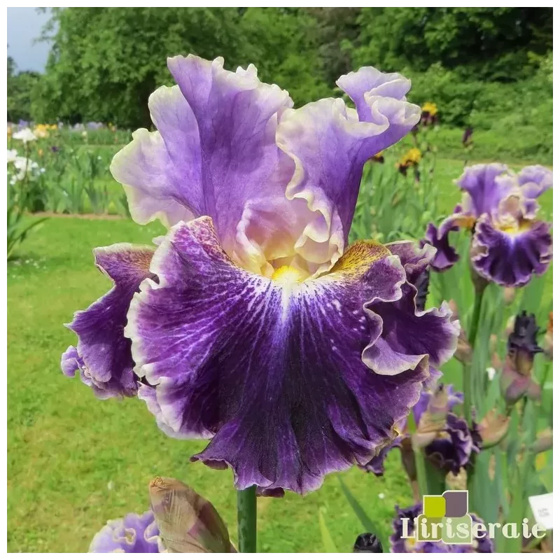 IRIS BELLE FILLE - L'iriseraie - KUTTOLSHEIM ALSACE FRANCE
