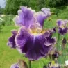 IRIS BELLE FILLE - L'iriseraie - KUTTOLSHEIM ALSACE FRANCE