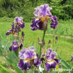 IRIS BELLE FILLE - L'iriseraie - KUTTOLSHEIM ALSACE FRANCE