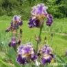 IRIS BELLE FILLE - L'iriseraie - KUTTOLSHEIM ALSACE FRANCE
