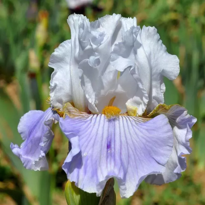 IRIS PORT DU NIEL - L'iriseraie - KUTTOLSHEIM ALSACE FRANCE