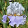 IRIS PORT DU NIEL - L'iriseraie - KUTTOLSHEIM ALSACE FRANCE