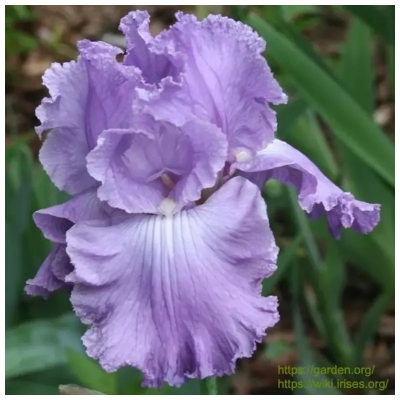 IRIS FEATURE ATTRACTION - L'iriseraie - KUTTOLSHEIM ALSACE FRANCE