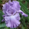 IRIS FEATURE ATTRACTION - L'iriseraie - KUTTOLSHEIM ALSACE FRANCE
