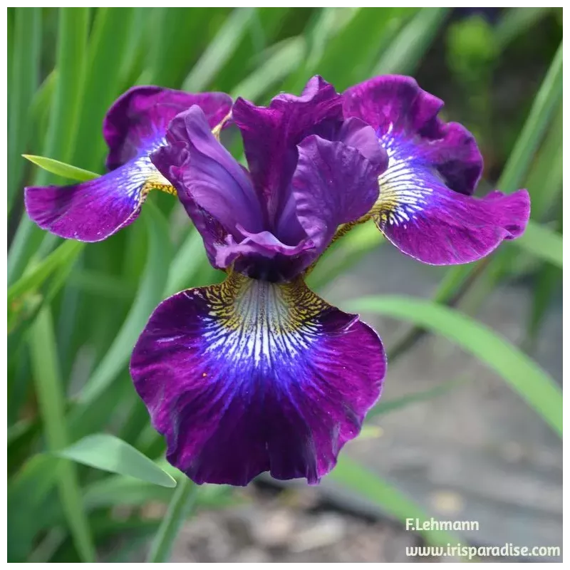 IRIS BERLIN PURPLE WINE - L'iriseraie - KUTTOLSHEIM ALSACE FRANCE