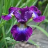 IRIS BERLIN PURPLE WINE - L'iriseraie - KUTTOLSHEIM ALSACE FRANCE