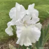 IRIS WINTER OLYMPICS - L'iriseraie - KUTTOLSHEIM ALSACE FRANCE