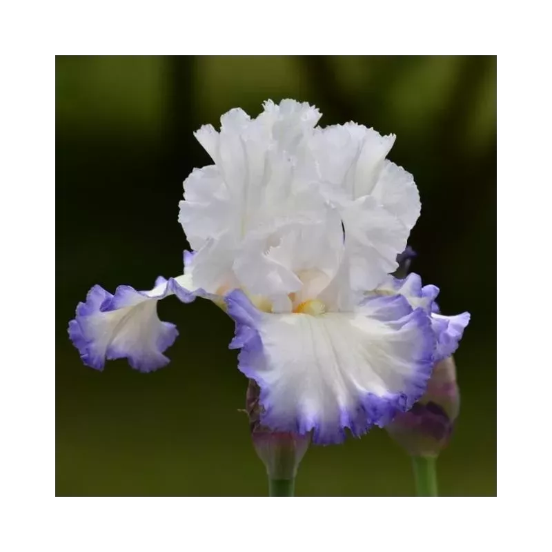 IRIS VENTO DI MAGGIO - L'iriseraie - KUTTOLSHEIM ALSACE FRANCE