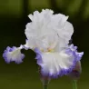 IRIS VENTO DI MAGGIO - L'iriseraie - KUTTOLSHEIM ALSACE FRANCE