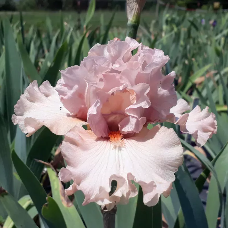 IRIS SWEET VICTORIA - L'iriseraie - KUTTOLSHEIM ALSACE FRANCE