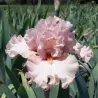 IRIS SWEET VICTORIA - L'iriseraie - KUTTOLSHEIM ALSACE FRANCE
