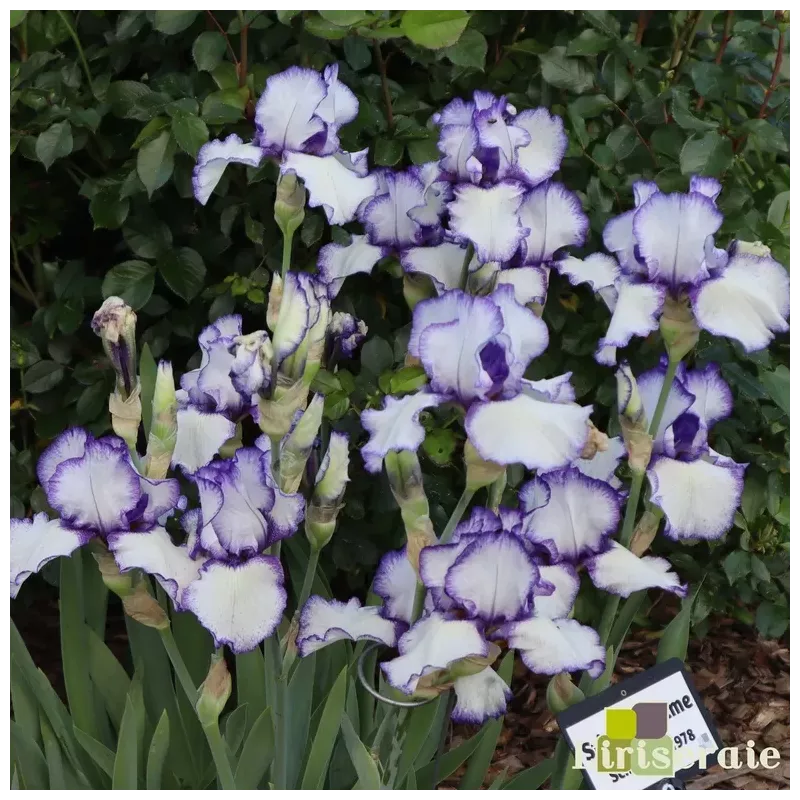IRIS STITCH IN TIME - L'iriseraie - KUTTOLSHEIM ALSACE FRANCE