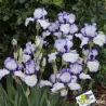 IRIS STITCH IN TIME - L'iriseraie - KUTTOLSHEIM ALSACE FRANCE