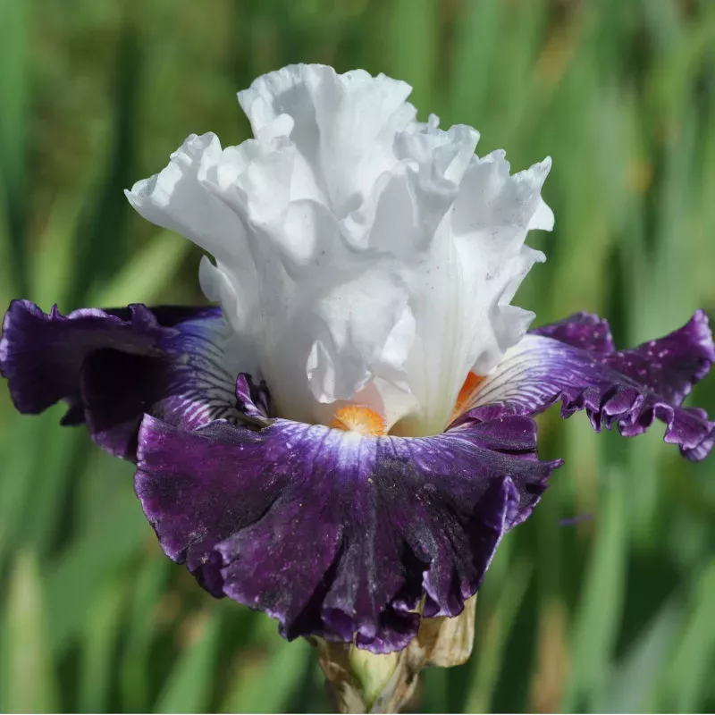 IRIS PASSIONISTA - L'iriseraie - KUTTOLSHEIM ALSACE FRANCE