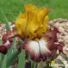 IRIS KILT LILT - L'iriseraie - KUTTOLSHEIM ALSACE FRANCE
