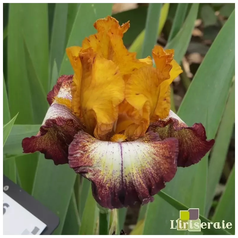 IRIS KILT LILT - L'iriseraie - KUTTOLSHEIM ALSACE FRANCE