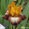 IRIS KILT LILT - L'iriseraie - KUTTOLSHEIM ALSACE FRANCE