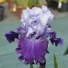 IRIS JERICO SPRINGS - L'iriseraie - KUTTOLSHEIM ALSACE FRANCE