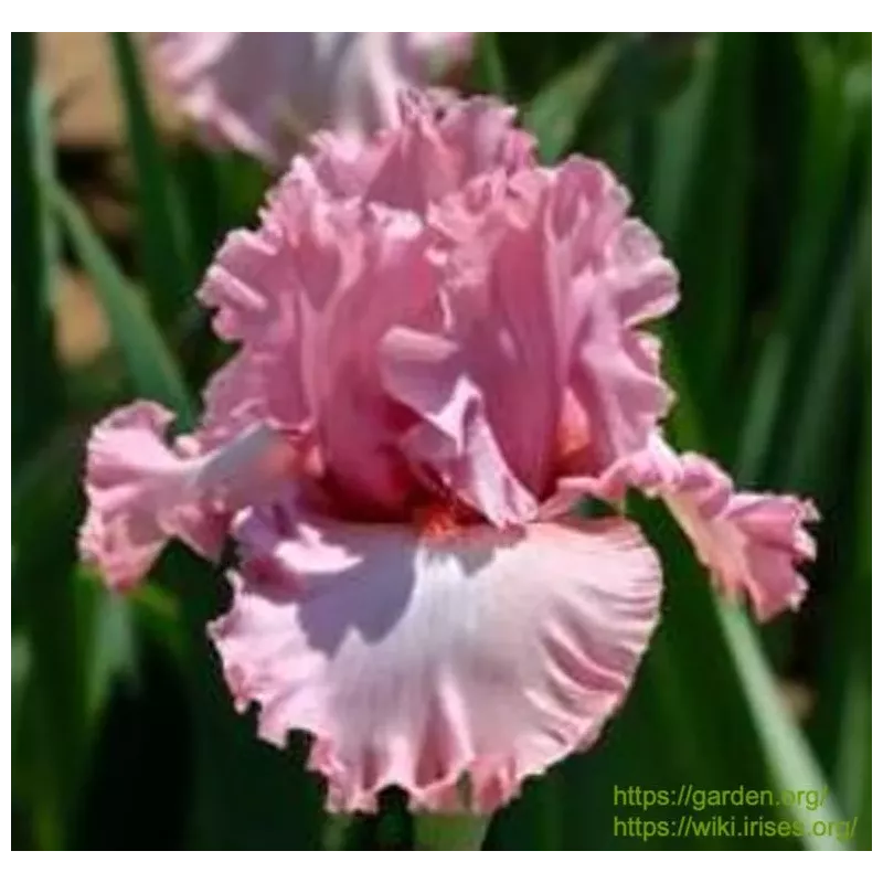 IRIS HOLLYWOOD STAR - L'iriseraie - KUTTOLSHEIM ALSACE FRANCE