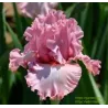 IRIS HOLLYWOOD STAR - L'iriseraie - KUTTOLSHEIM ALSACE FRANCE