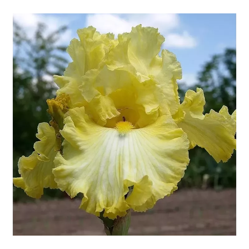 IRIS GIN TONIQUE - L'iriseraie - KUTTOLSHEIM ALSACE FRANCE