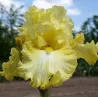 IRIS GIN TONIQUE - L'iriseraie - KUTTOLSHEIM ALSACE FRANCE