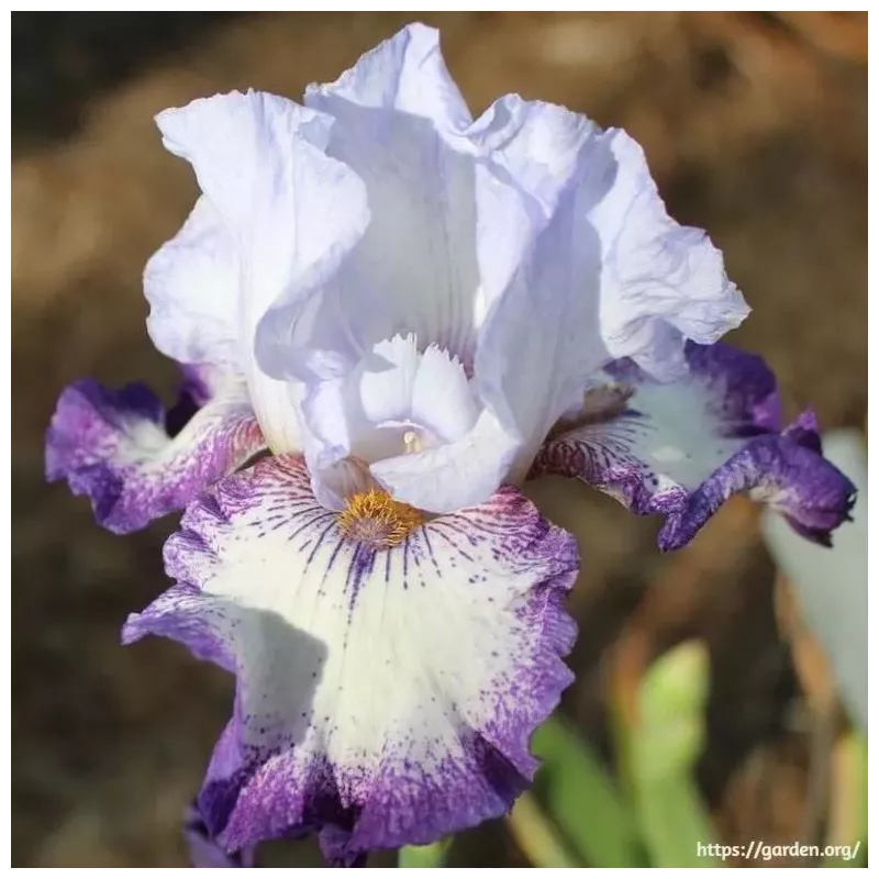 IRIS EVERYTHING PLUS - L'iriseraie - KUTTOLSHEIM ALSACE FRANCE