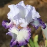 IRIS EVERYTHING PLUS - L'iriseraie - KUTTOLSHEIM ALSACE FRANCE