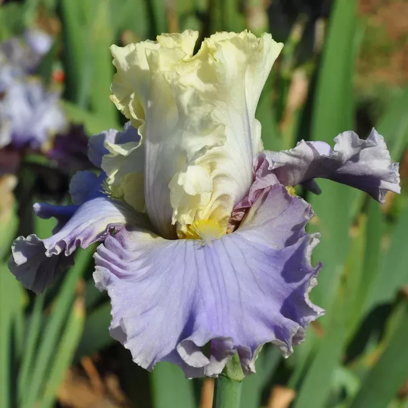 IRIS ENCHANTED WAY - L'iriseraie - KUTTOLSHEIM ALSACE FRANCE