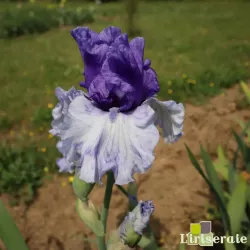 IRIS CROWNED HEADS - L'iriseraie - KUTTOLSHEIM ALSACE FRANCE