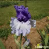 IRIS CROWNED HEADS - L'iriseraie - KUTTOLSHEIM ALSACE FRANCE