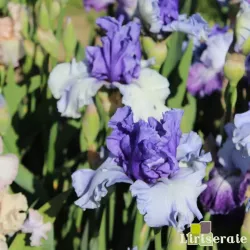 IRIS CROWNED HEADS - L'iriseraie - KUTTOLSHEIM ALSACE FRANCE
