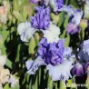 IRIS CROWNED HEADS - L'iriseraie - KUTTOLSHEIM ALSACE FRANCE