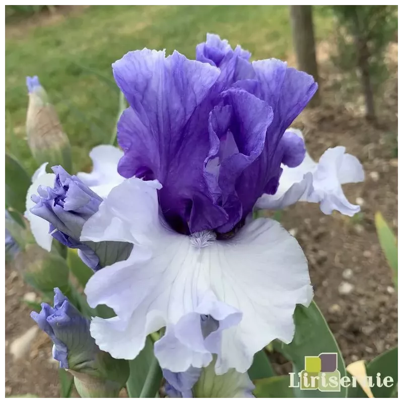 IRIS CROWNED HEADS - L'iriseraie - KUTTOLSHEIM ALSACE FRANCE