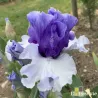 IRIS CROWNED HEADS - L'iriseraie - KUTTOLSHEIM ALSACE FRANCE