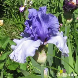 IRIS CROWNED HEADS - L'iriseraie - KUTTOLSHEIM ALSACE FRANCE