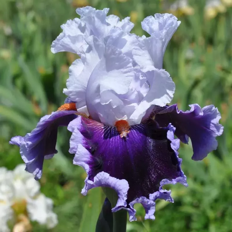 IRIS BRAVERY - L'iriseraie - KUTTOLSHEIM ALSACE FRANCE