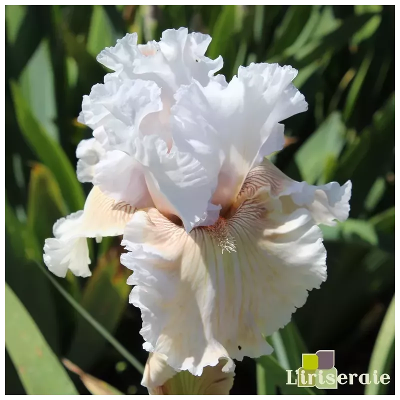 IRIS ASK A LADY - L'iriseraie - KUTTOLSHEIM ALSACE FRANCE