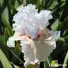 IRIS ASK A LADY - L'iriseraie - KUTTOLSHEIM ALSACE FRANCE