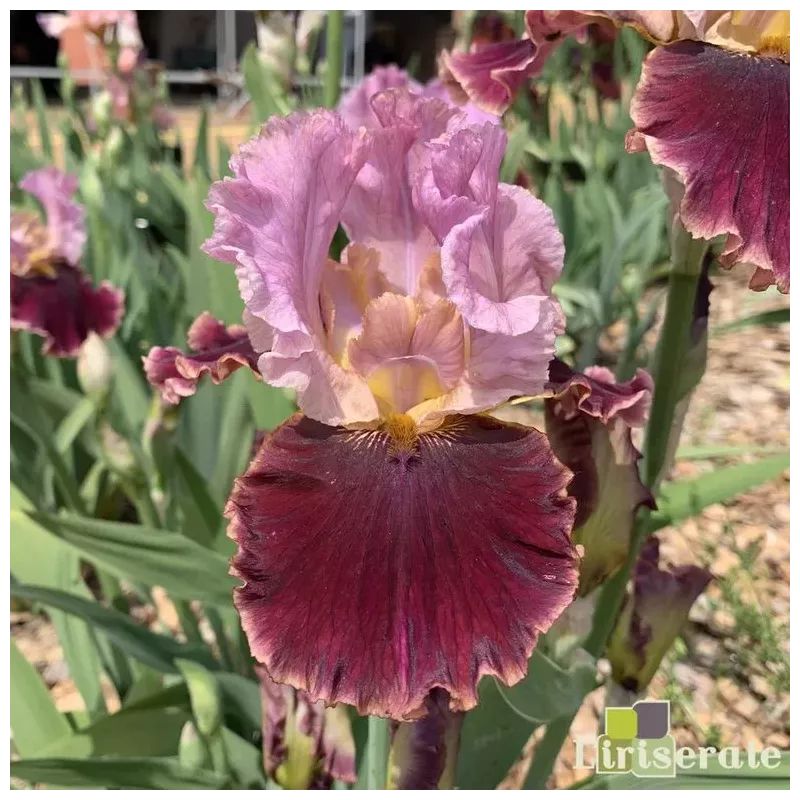 IRIS CRANBERRY SWIRL - L'iriseraie - KUTTOLSHEIM ALSACE FRANCE