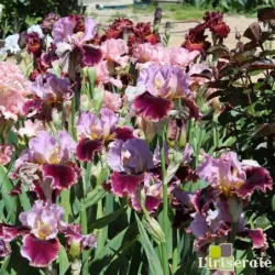 IRIS CRANBERRY SWIRL - L'iriseraie - KUTTOLSHEIM ALSACE FRANCE