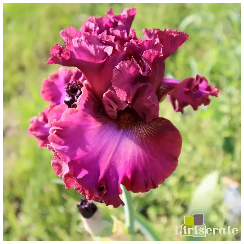 IRIS RAVISHING RUBY - L'iriseraie - KUTTOLSHEIM ALSACE FRANCE IRIS RAVISHING RUBY - L'iriseraie - KUTTOLSHEIM ALSACE FRANCE