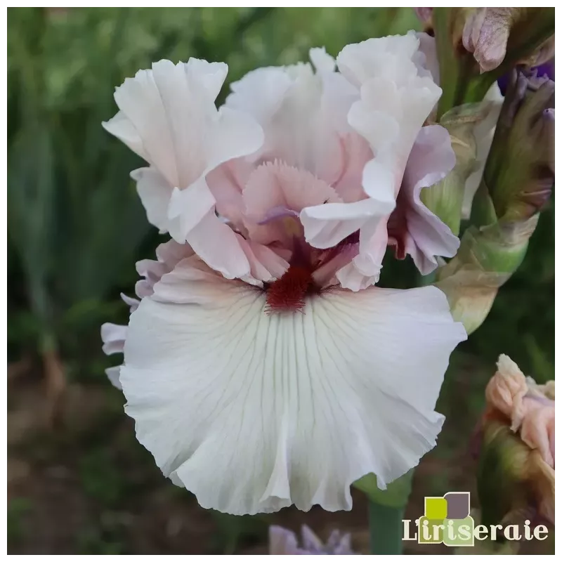 IRIS DRAGON KISS - L'iriseraie - KUTTOLSHEIM ALSACE FRANCE IRIS DRAGON KISS - L'iriseraie - KUTTOLSHEIM ALSACE FRANCE