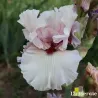 IRIS DRAGON KISS - L'iriseraie - KUTTOLSHEIM ALSACE FRANCE