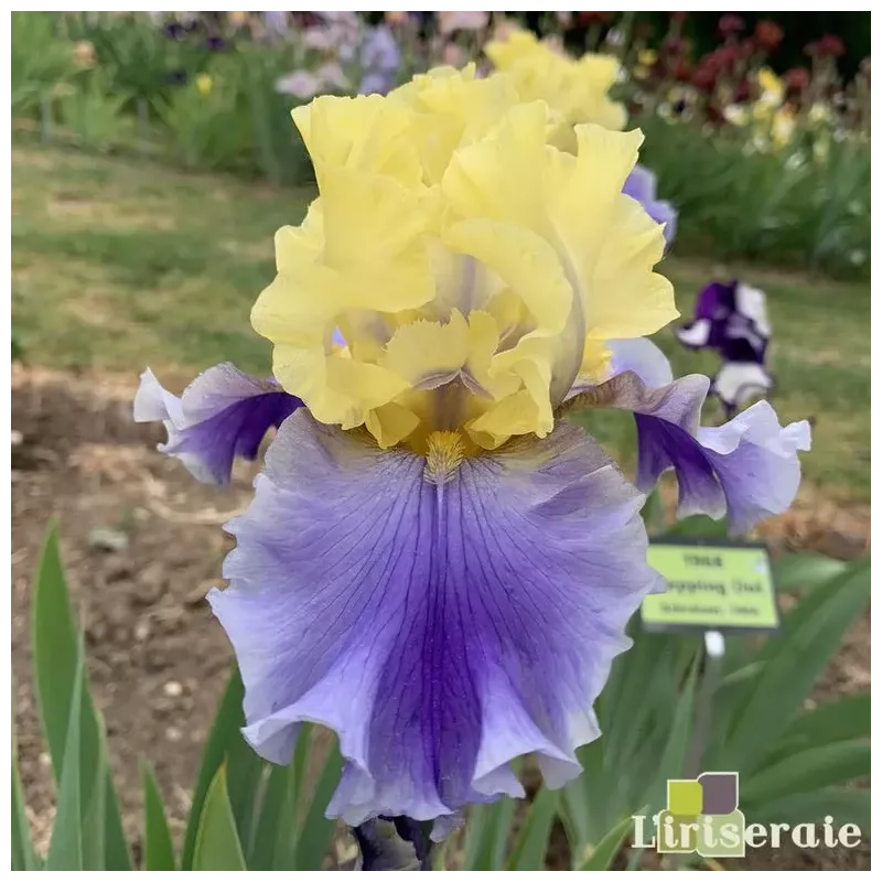 IRIS EDITH WOLFORD - L'iriseraie - KUTTOLSHEIM ALSACE FRANCE