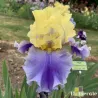 IRIS EDITH WOLFORD - L'iriseraie - KUTTOLSHEIM ALSACE FRANCE