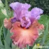 IRIS ADOREE - L'iriseraie - KUTTOLSHEIM ALSACE FRANCE