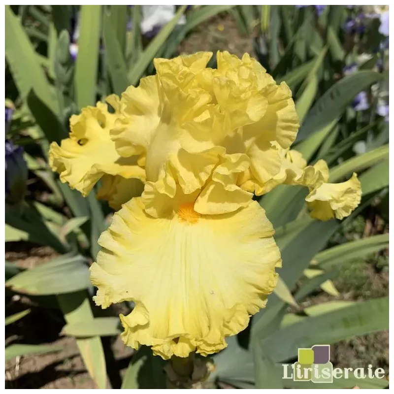 IRIS CURLY ZLATOVLASKA - L'iriseraie - KUTTOLSHEIM ALSACE FRANCE