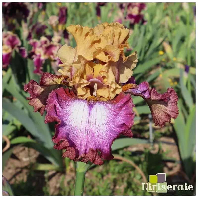 IRIS ATTITUDE ADJUSTMENT - L'iriseraie - KUTTOLSHEIM ALSACE FRANCE