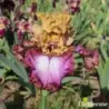 IRIS ATTITUDE ADJUSTMENT - L'iriseraie - KUTTOLSHEIM ALSACE FRANCE